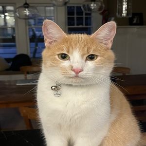 Meet your Posher, Ruby